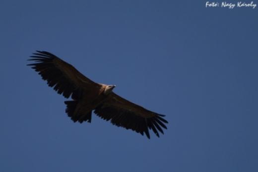 Fakó keselyű (Fotó: Nagy Károly).