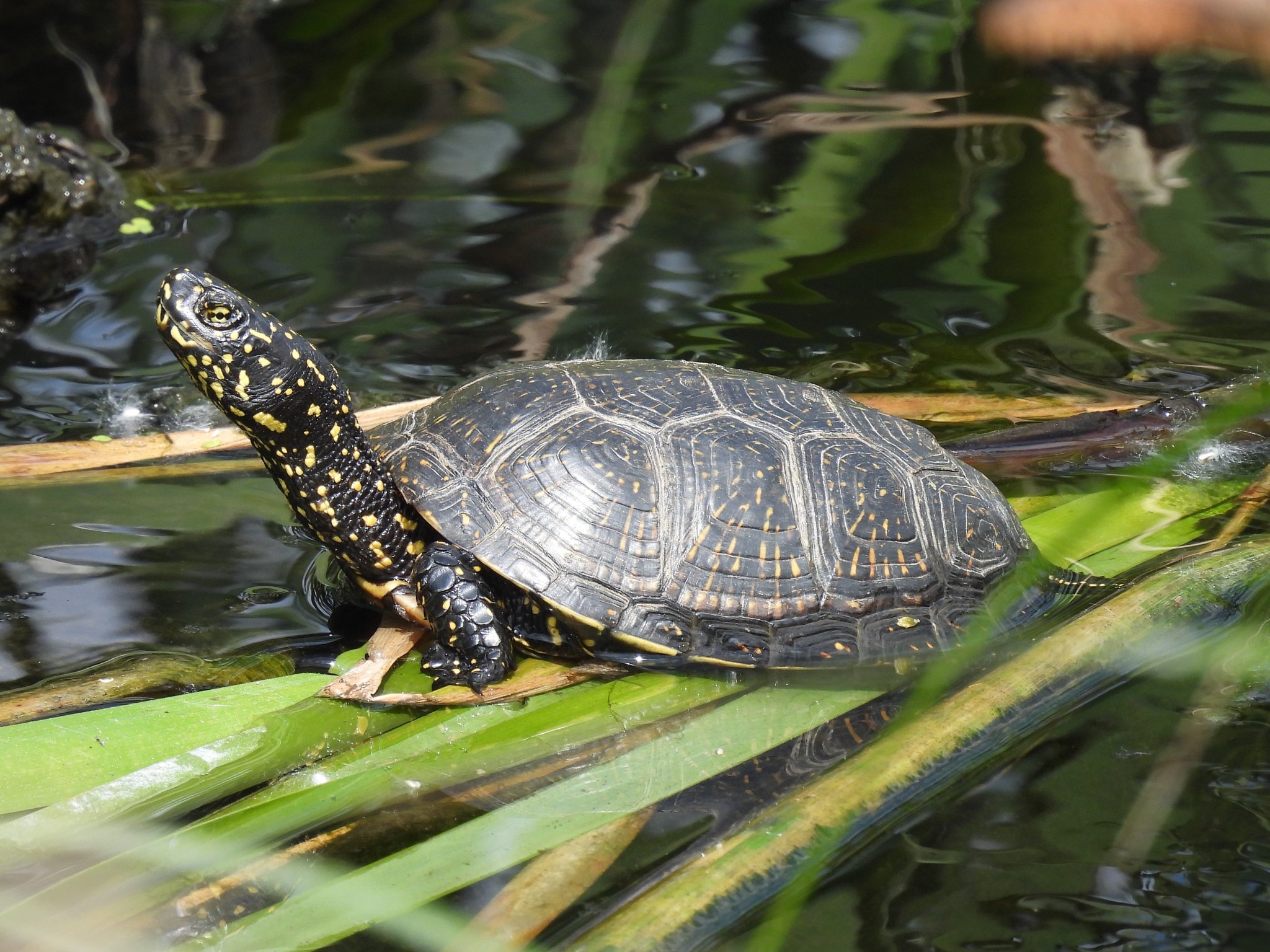 Mocsári teknős (fotó: Kiricsi Ágnes)
