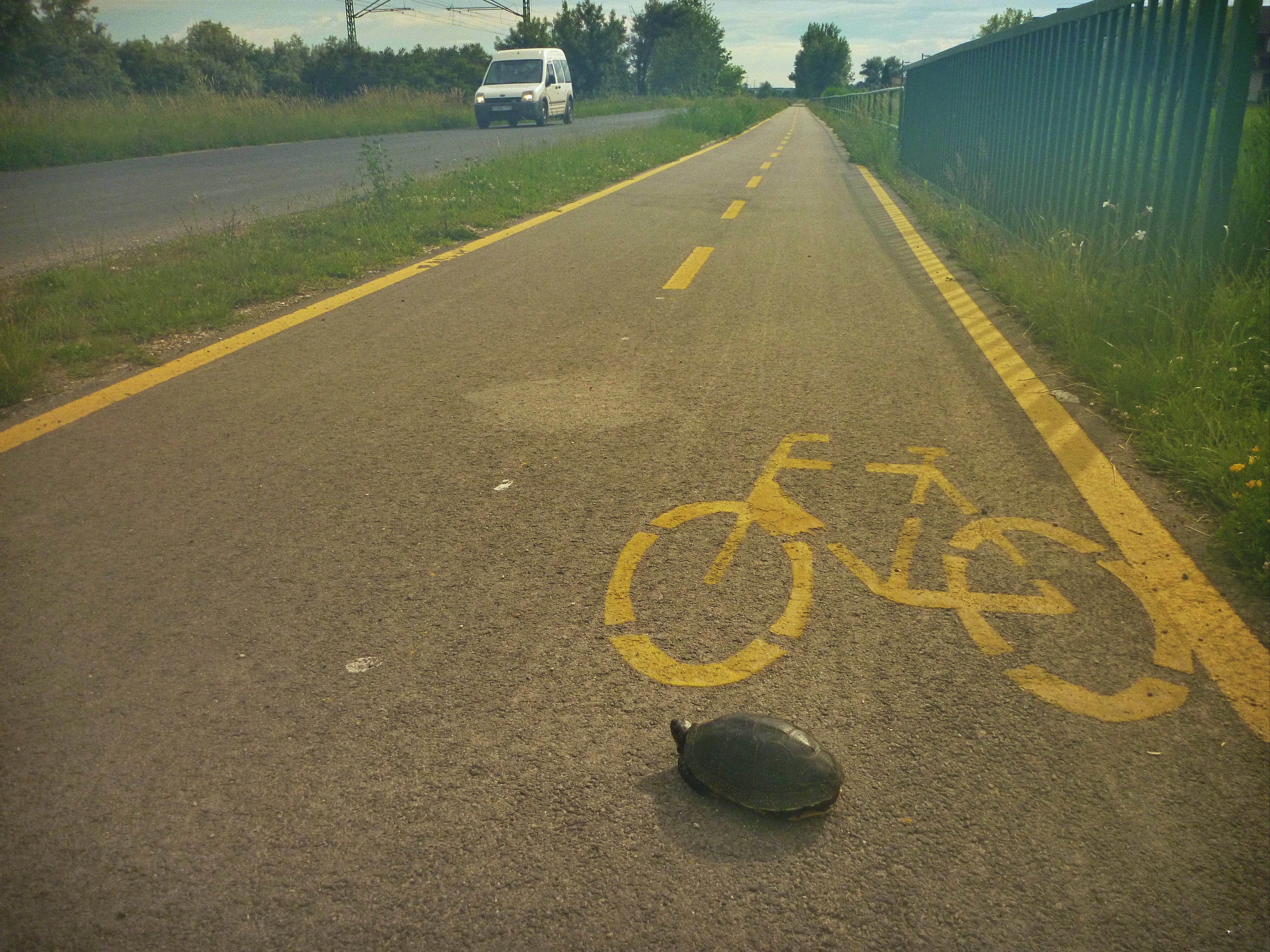 Kerékpárútra tévedt mocsári teknős (Fotó: Halpern Bálint)