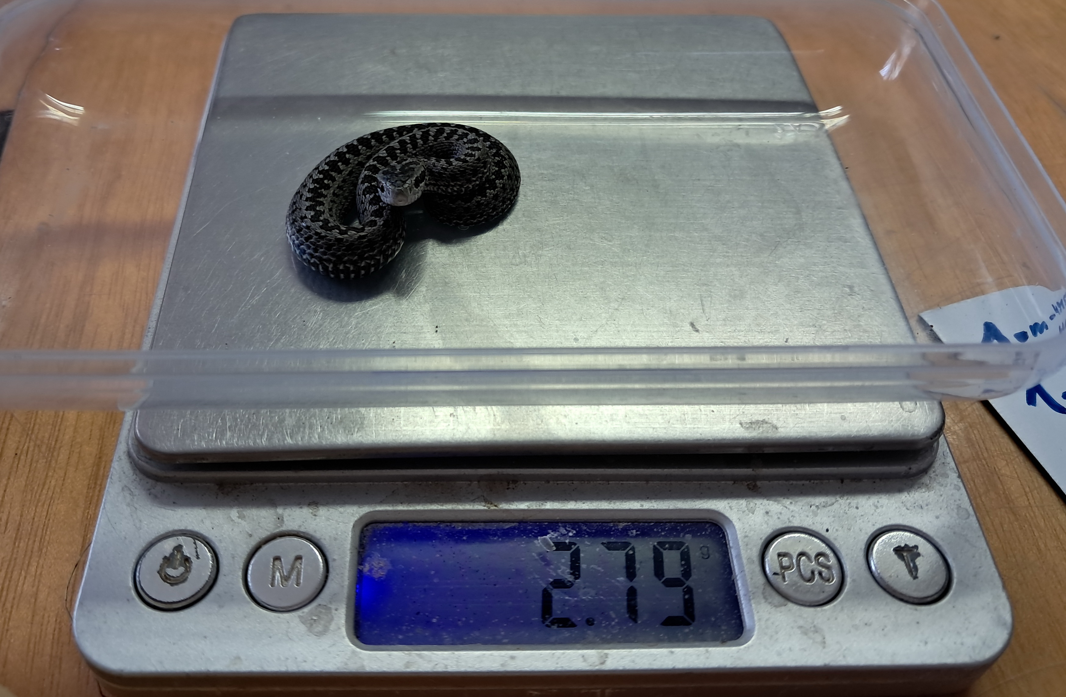 Újszülött rákosi vipera súlymérése (fotó: Egerer Anna)