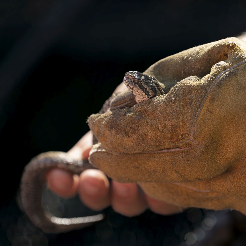 Rákosi vipera (fotó: Tokody Béla)