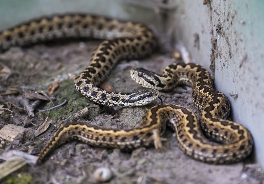 Rákosi viperák a Szegedi Vadasparkban