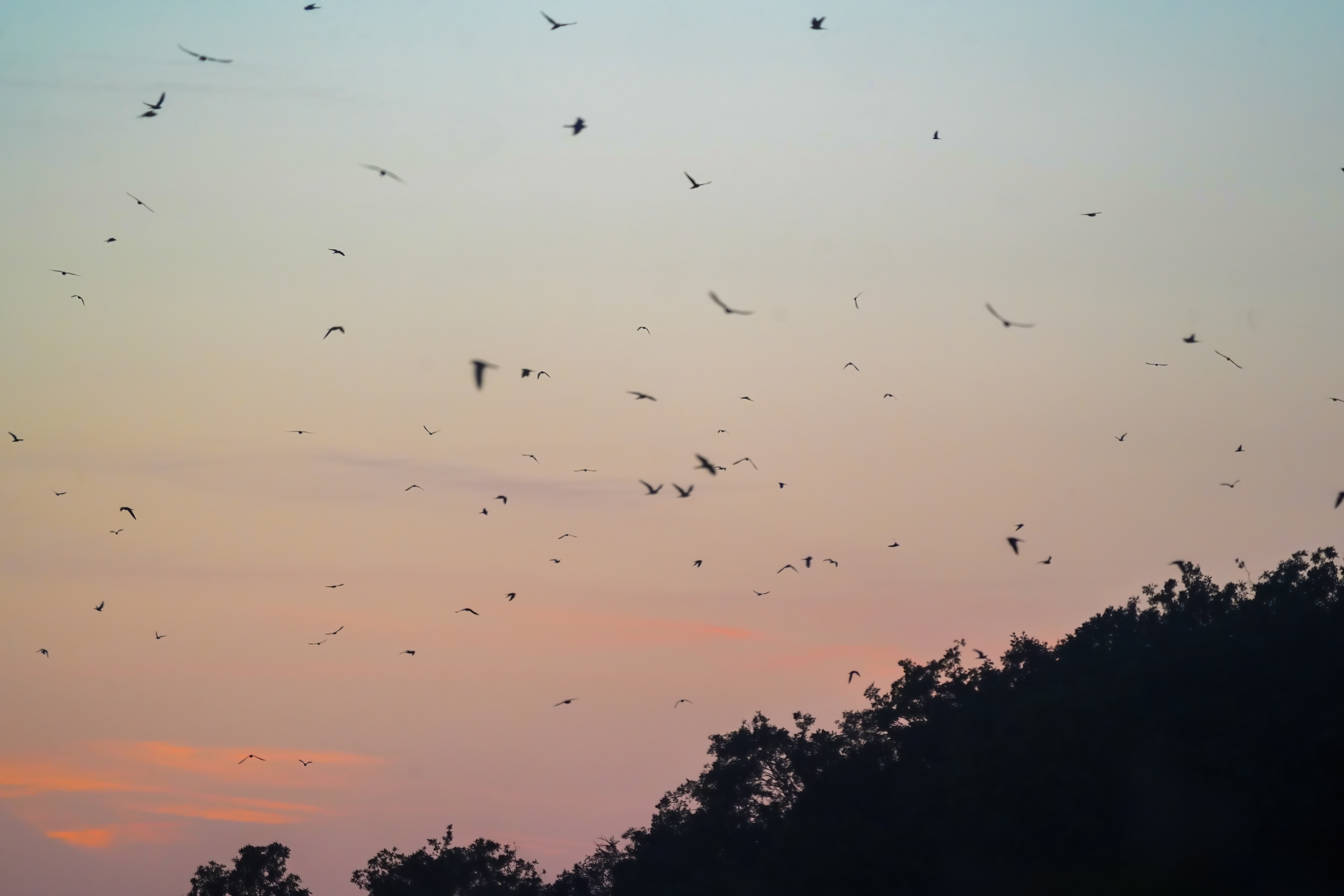 Éjszakára gyülekető kék vércsék tömeges behúzása (fotó: Szilágyi Attila)