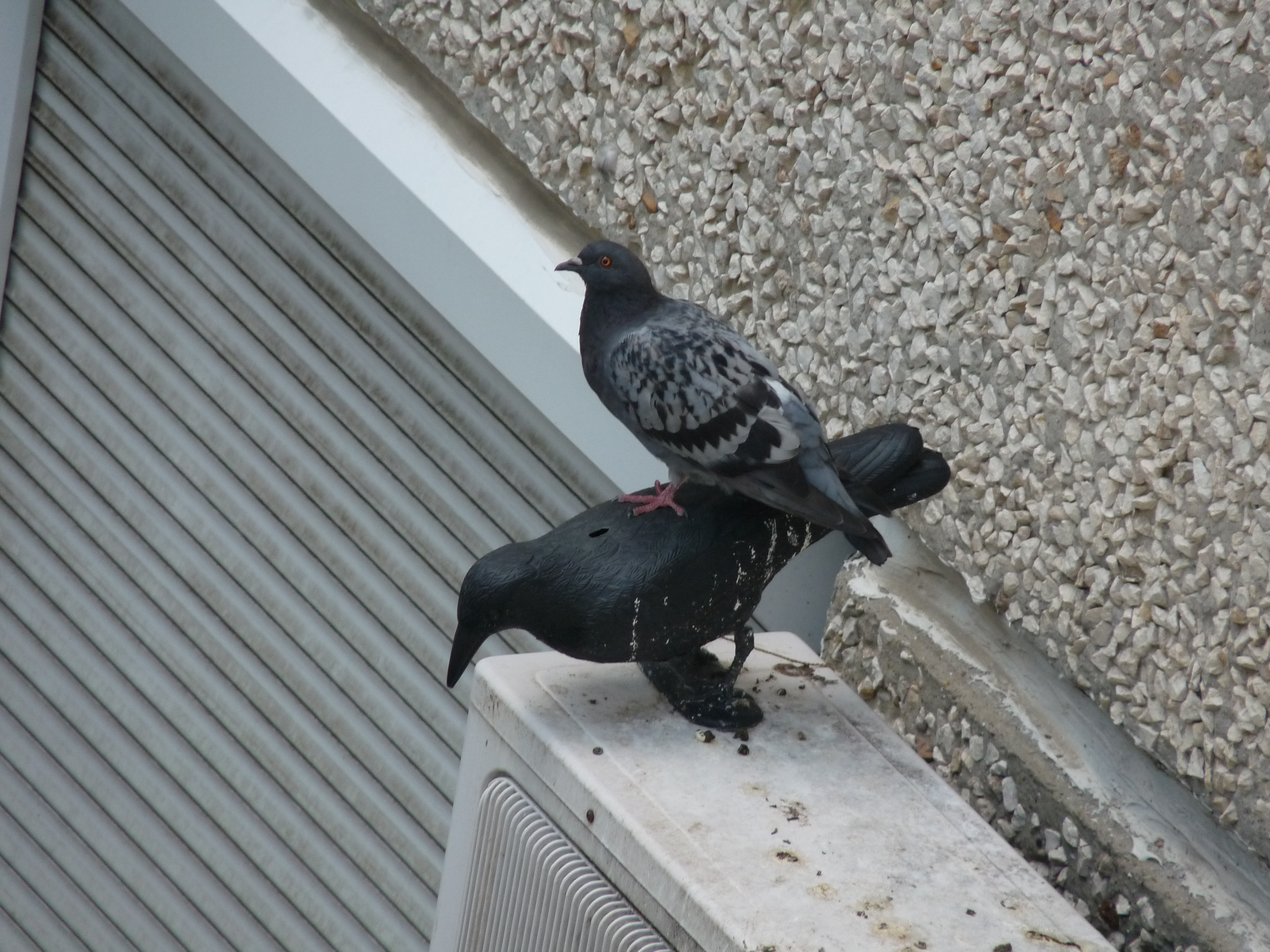 A megszokás tipikus példája – parlagi galamb a riasztáskén éppen ellenük kihelyezett varjúbábon pihen (fotó: Moharos Zsolt)