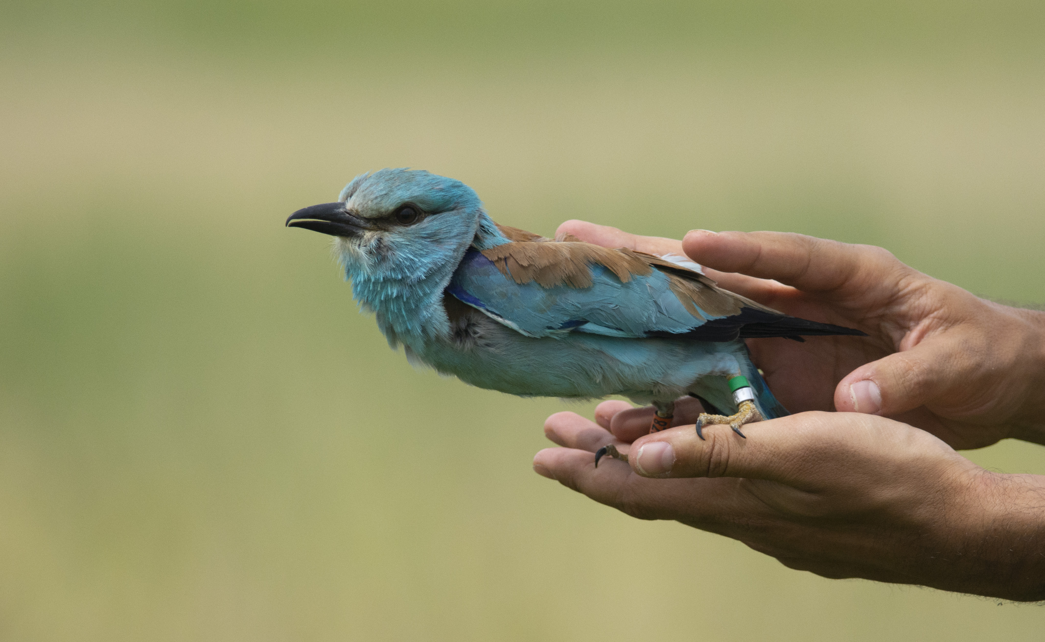 Szalakóta (Fotó: Lendvai Csaba)