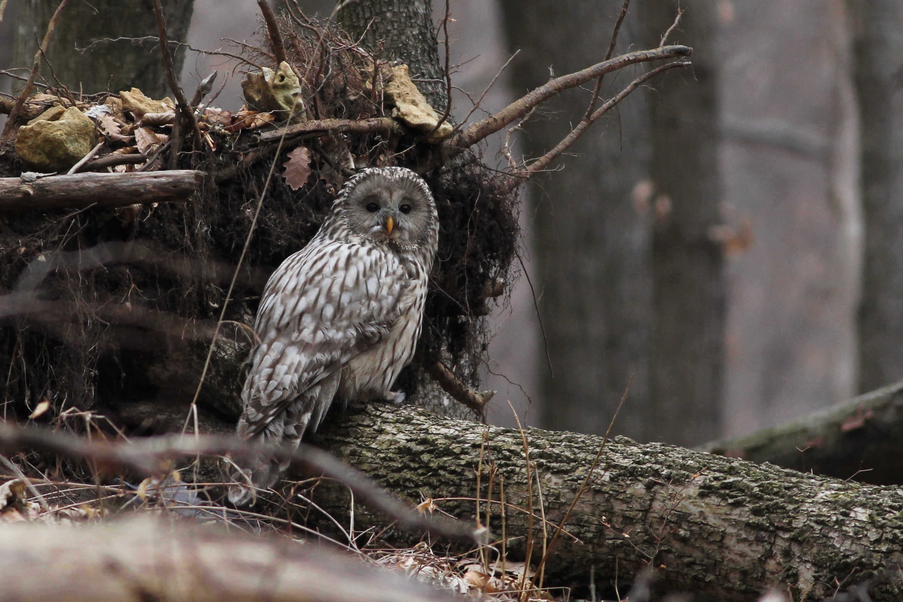 Uráli bagoly egy frissen elfogott kékgalamb tetemét őrzi.