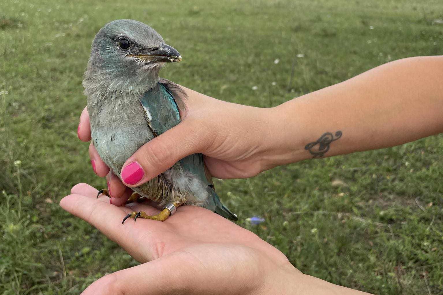Nagyobbacska szalakóta fióka / Fotó: Jakab Sándor