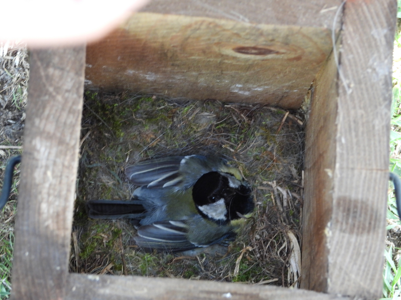 cinke odúban_gájer_erika