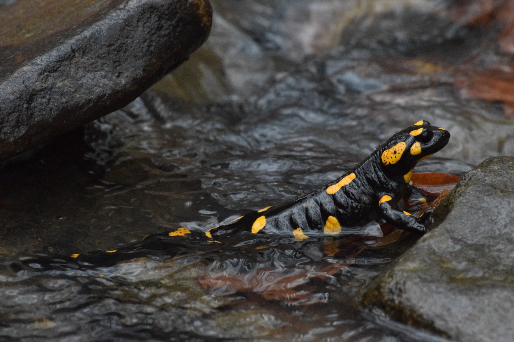 Foltos szalamandra