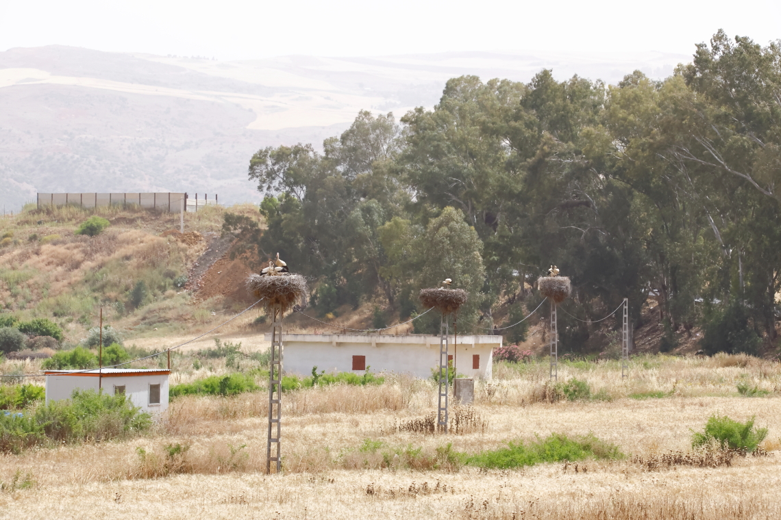 feher_golya_koltes_oszlopon_Algeria_20240607_Orbán Zoltán_12.JPG