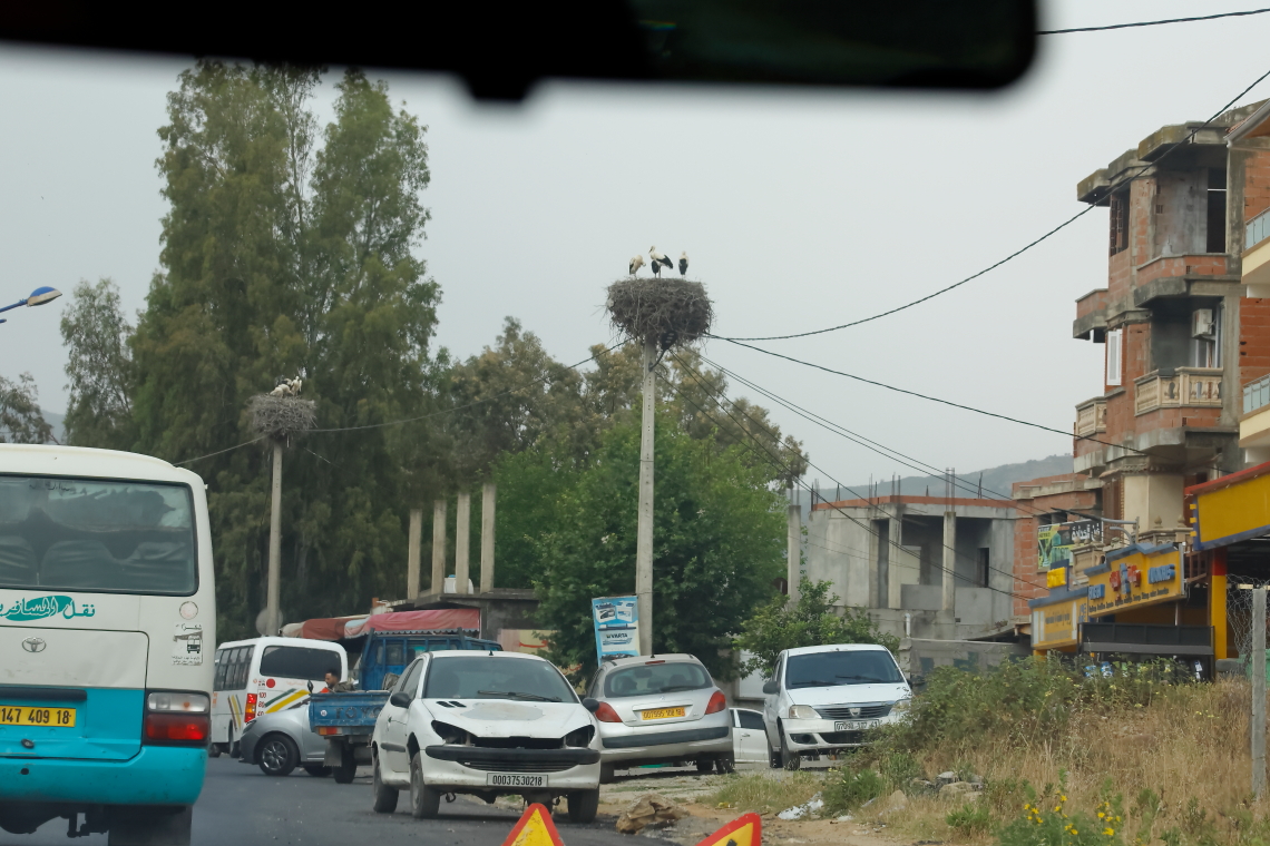 feher_golya_koltes_oszlopon_Algeria_20240609_Orbán Zoltán_11.JPG