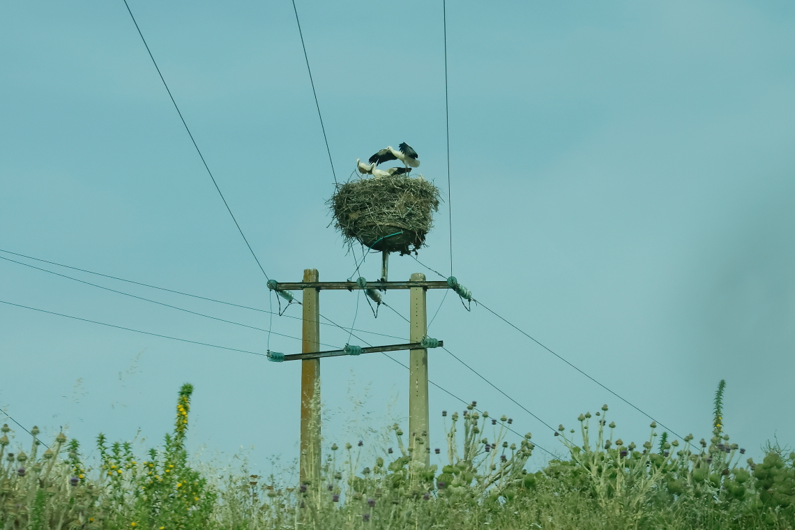 feher_golya_koltes_oszlopon_Algeria_20240609_Orbán Zoltán_35.JPG
