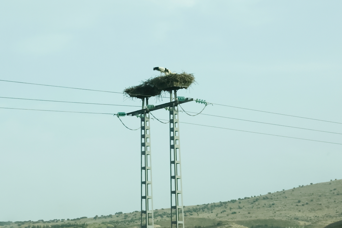 feher_golya_koltes_oszlopon_Algeria_20240609_Orbán Zoltán_43.JPG