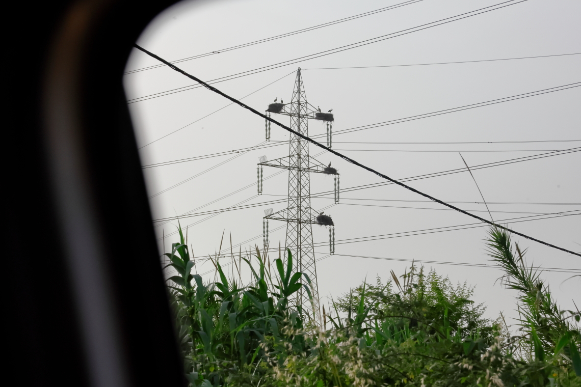 feher_golya_koltes_traverzen_Algeria_20240607_Orbán Zoltán_1.JPG