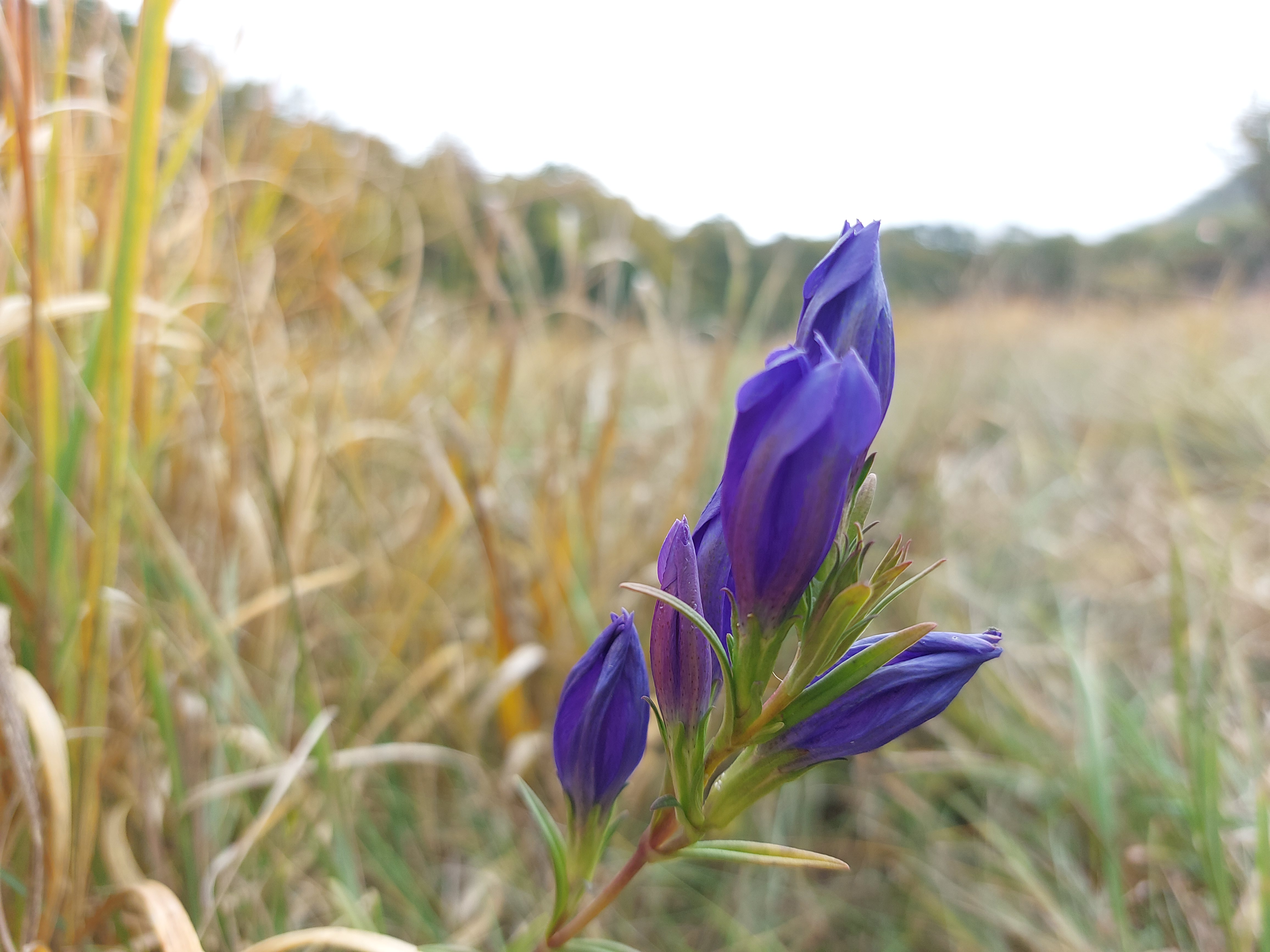 Kornistárnics_Vásony_Petra