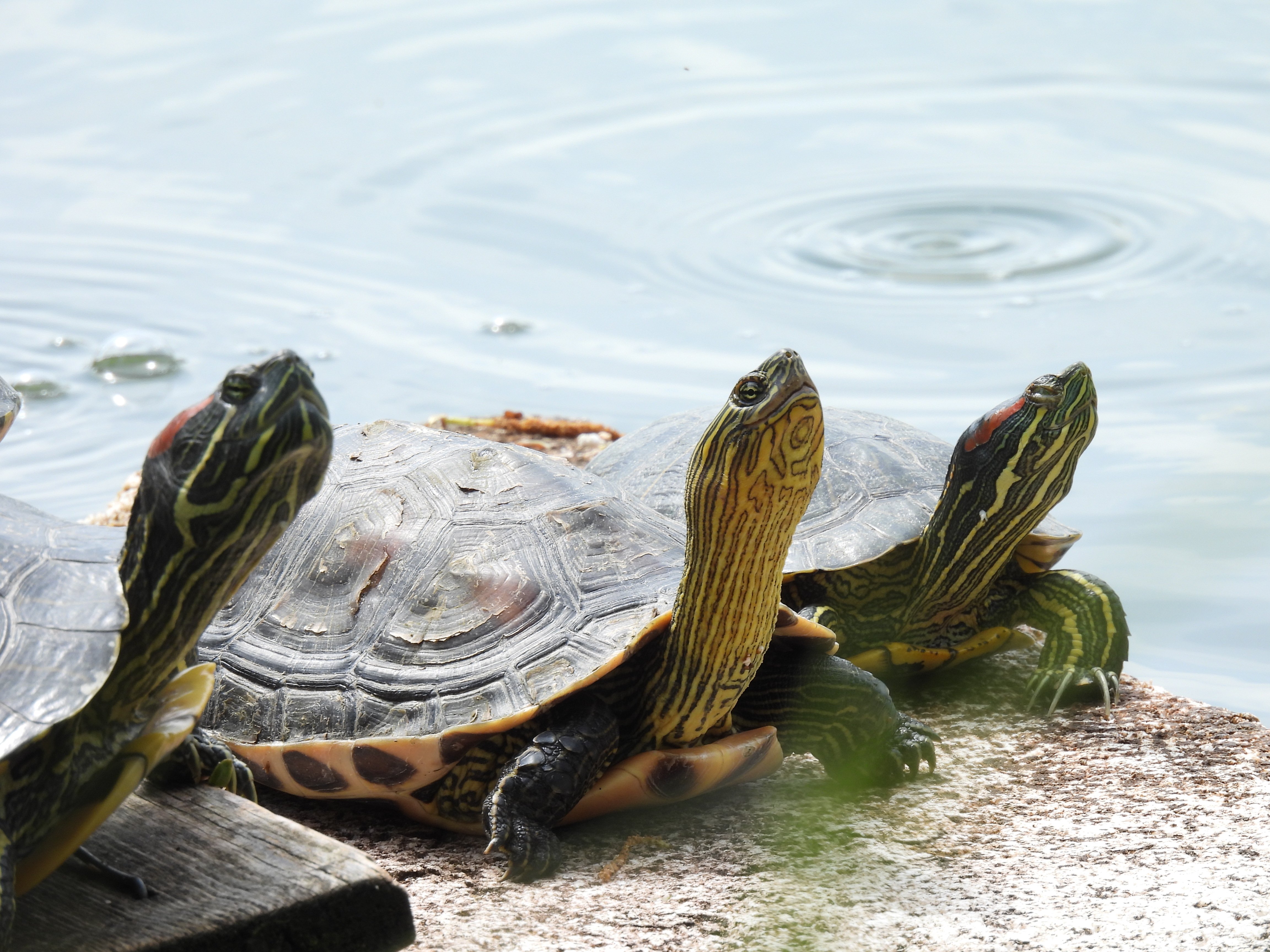Vörösfülű ékszerteknősök, középen egy kínai csíkosteknős (fotó: Bebesi Zoltán)