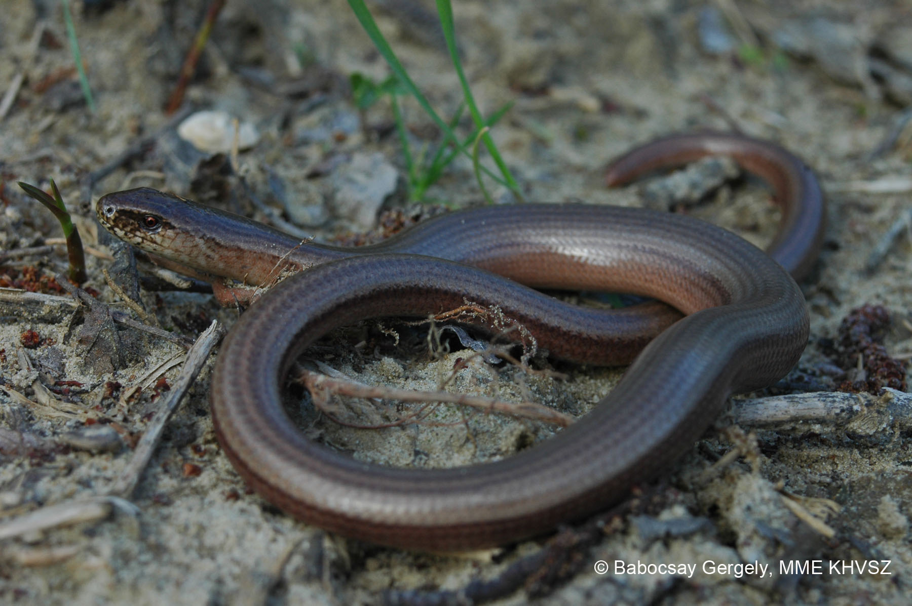 közönséges lábatlangyík