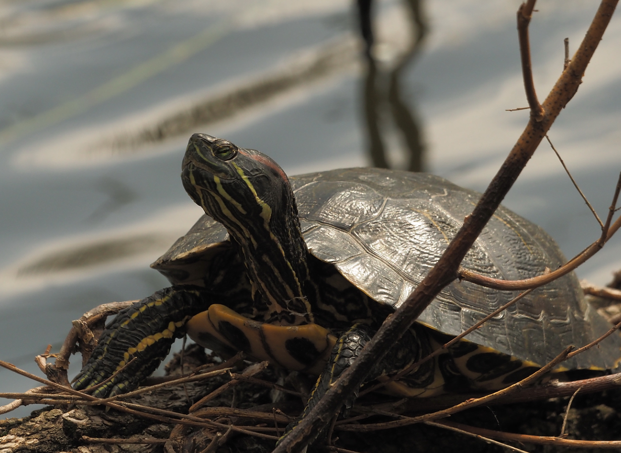 Napozó vörösfülű ékszerteknős a veresegyházi Malom-tóban (fotó: Egerer Anna)