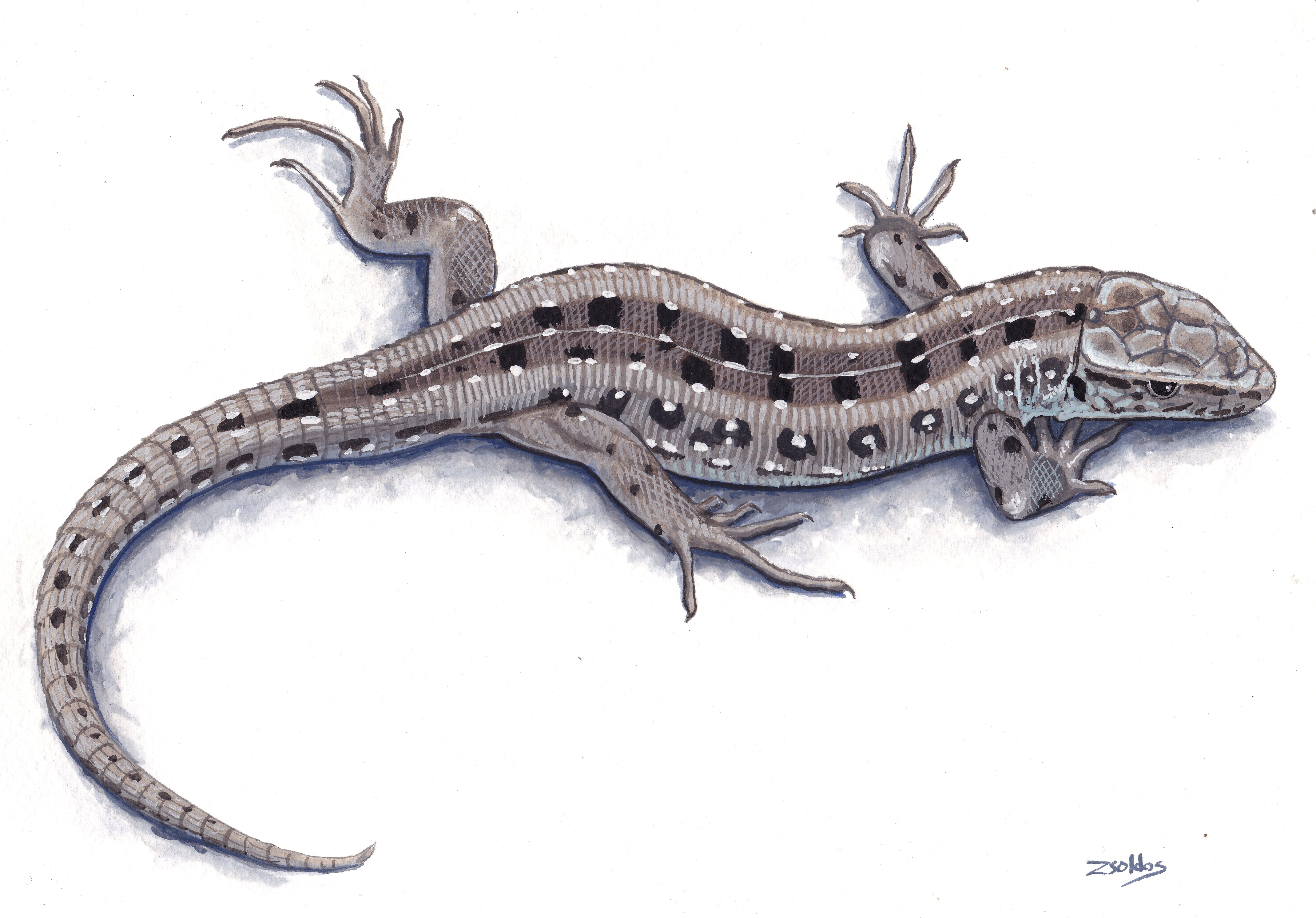 Fürge gyík (Lacerta agilis)