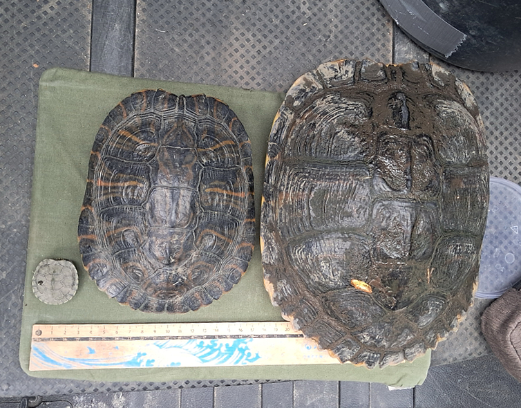 Kifogott teknősök mérése (fotó: Halpern Bálint)