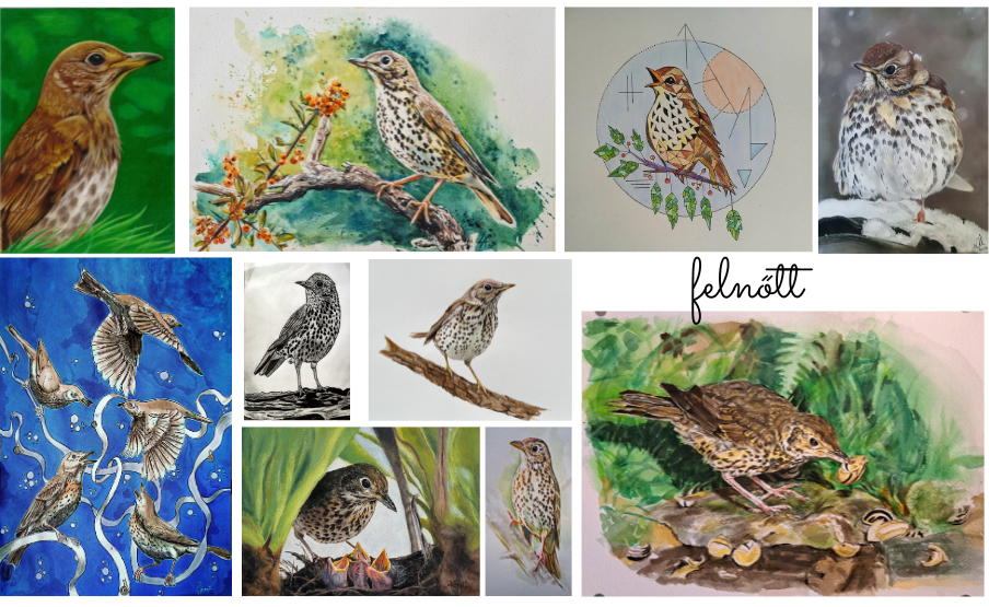 2026 rajzpályázat énekes Rigó