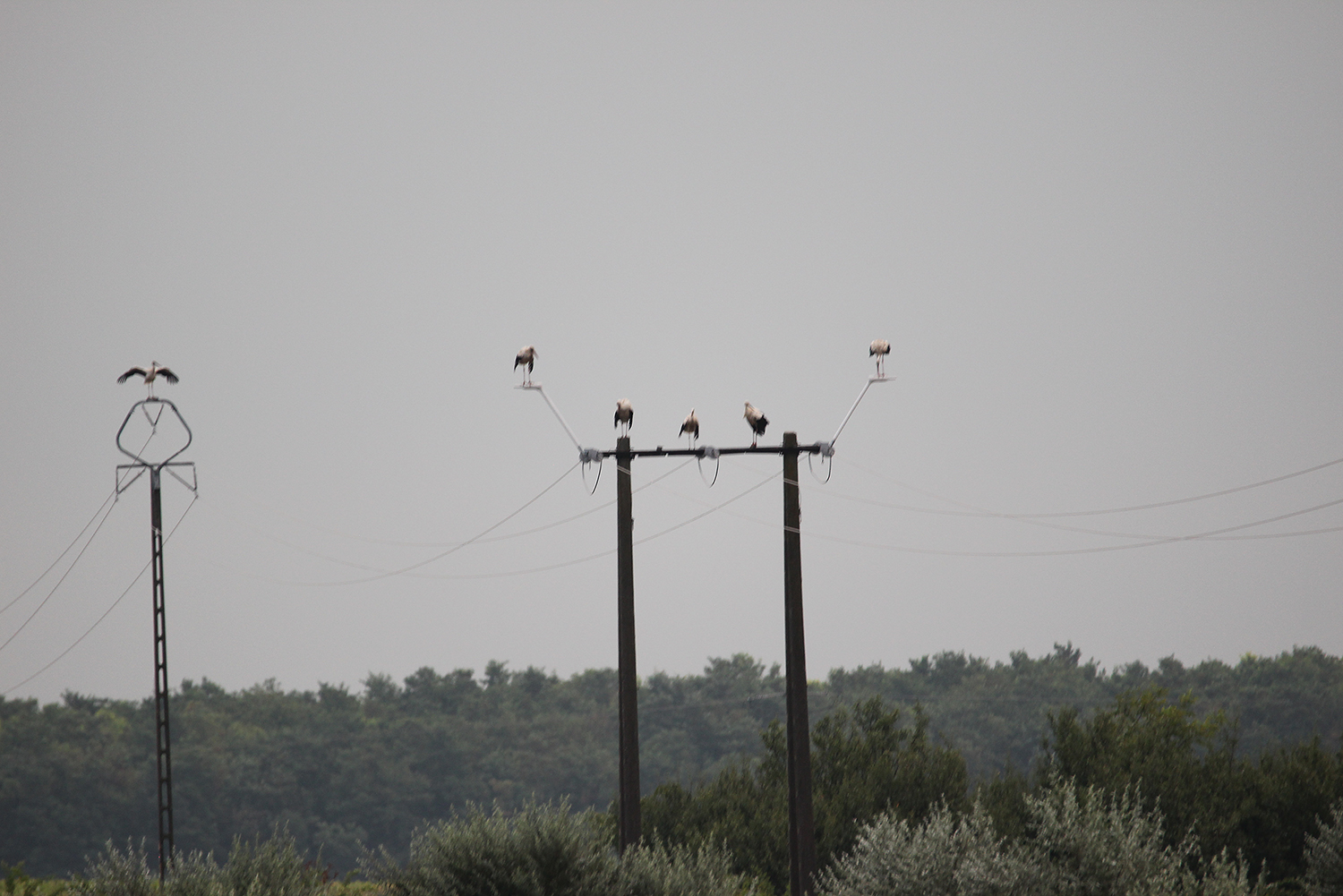3. sirálytani konferencia