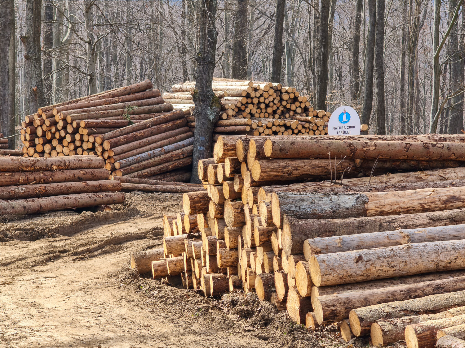 fakitermelés a Mátrai Tájvédelmi Körzetben, Natura2000 területen, 2026. március
