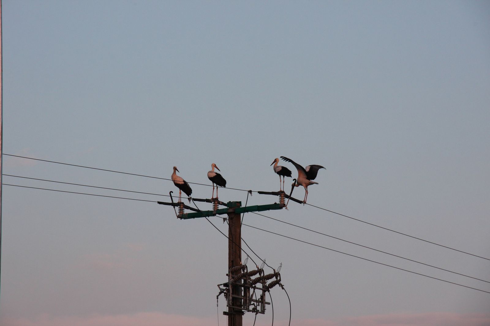 3. sirálytani konferencia