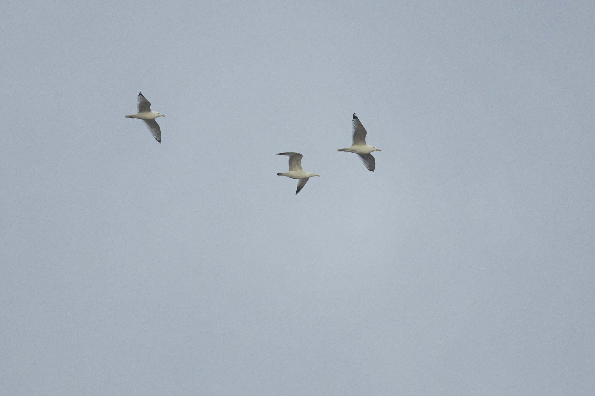 3. sirálytani konferencia