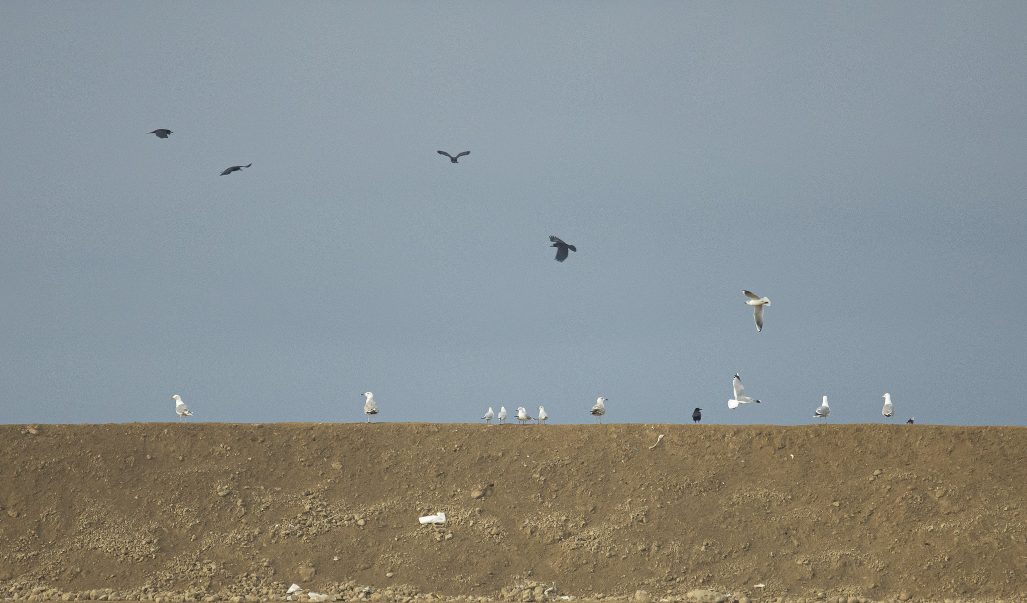 3. sirálytani konferencia