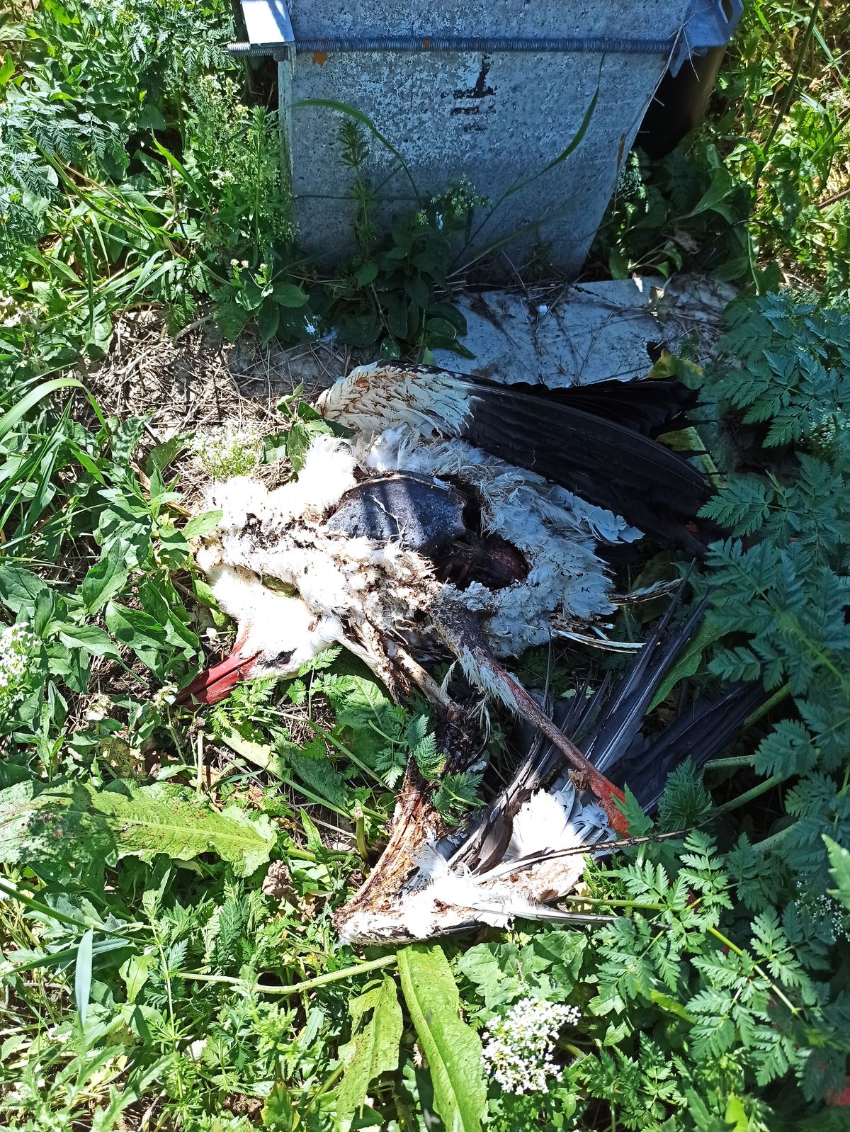 3. sirálytani konferencia