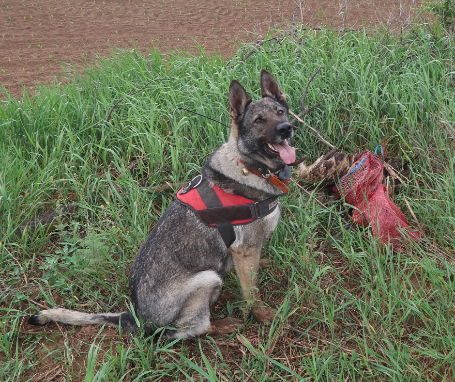 Közös járőrözés (Life SakerRoads)