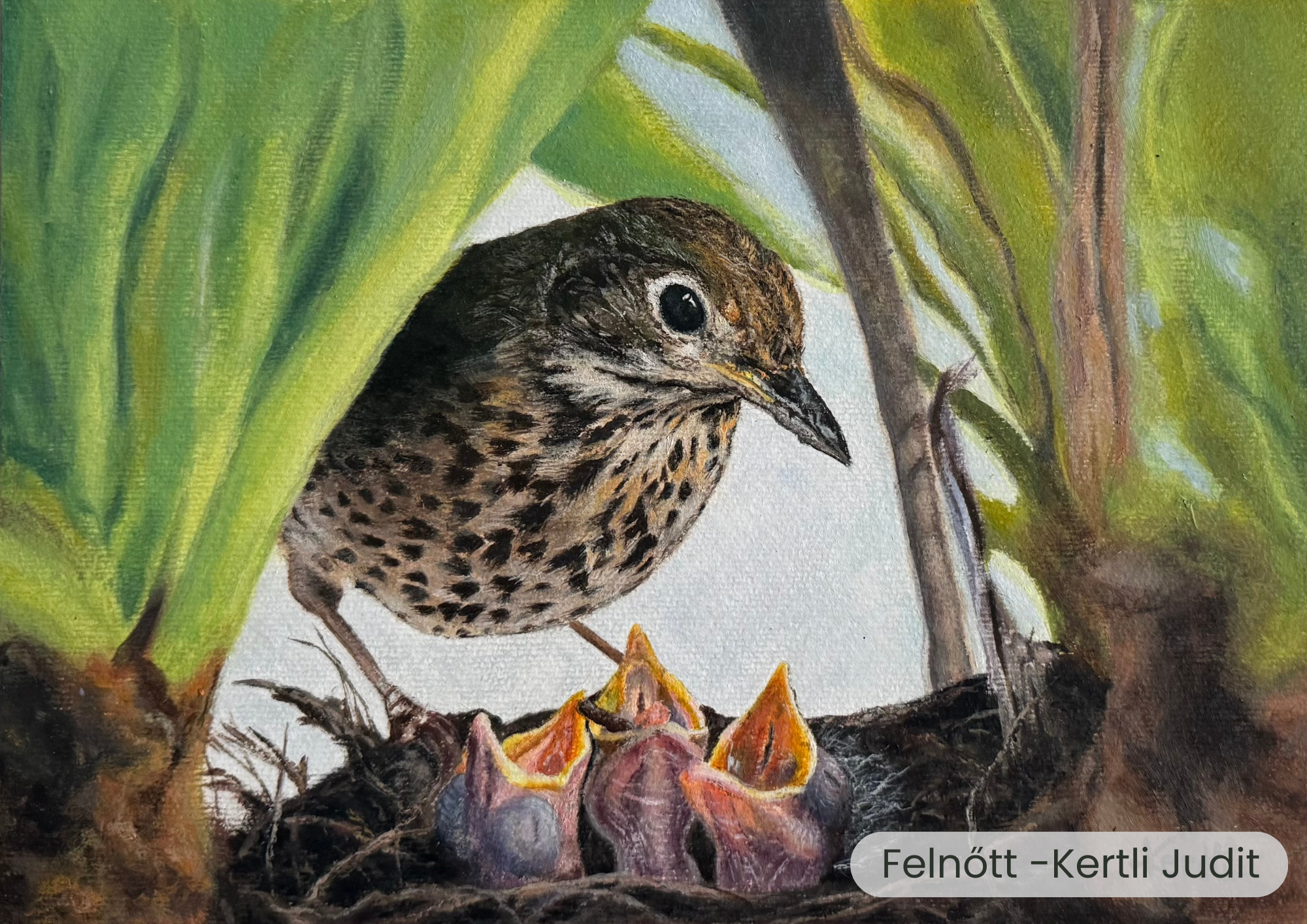 "Év madara, az énekes rigó" rajzpályázat helyezettjei