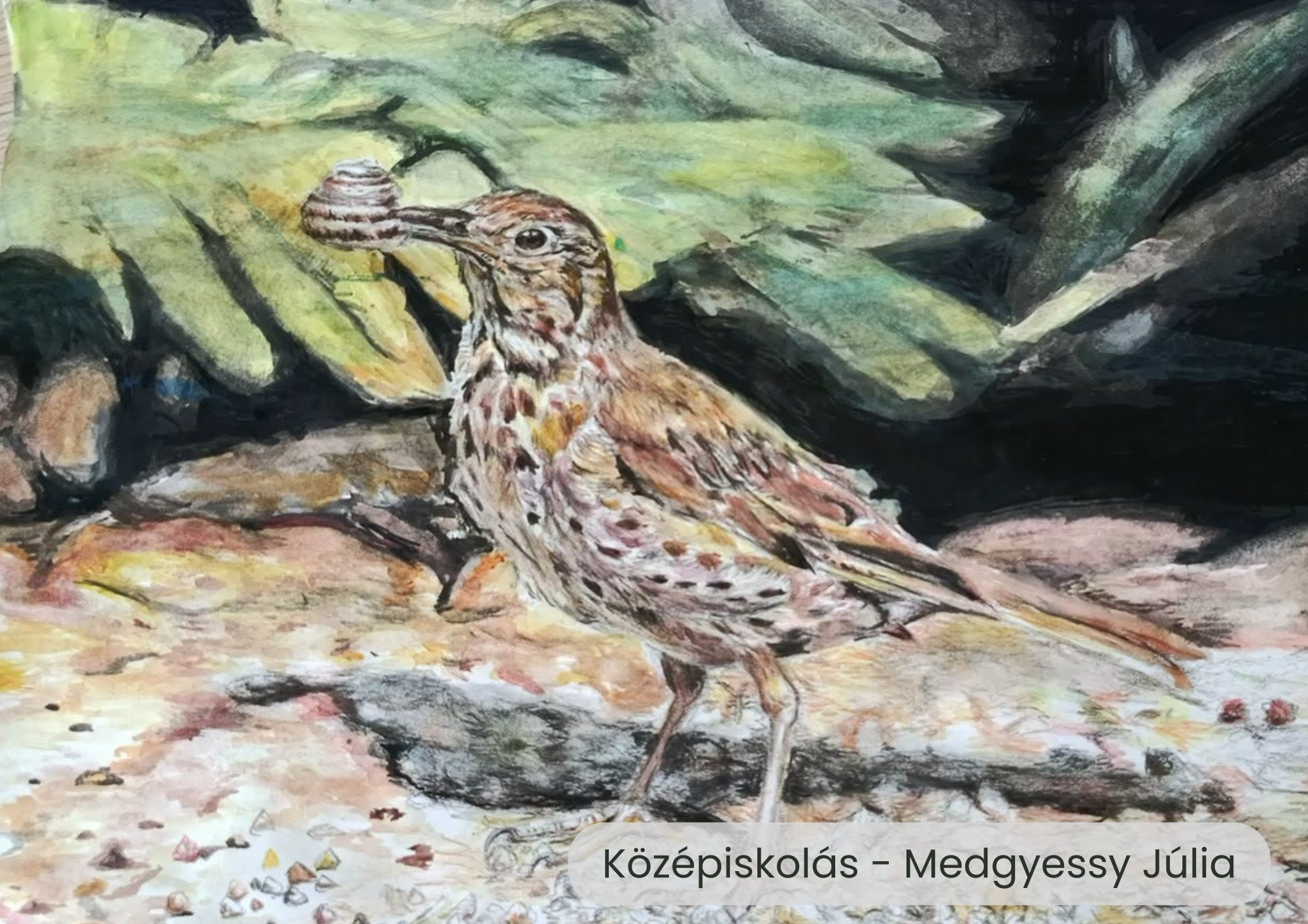 "Év madara, az énekes rigó" rajzpályázat helyezettjei