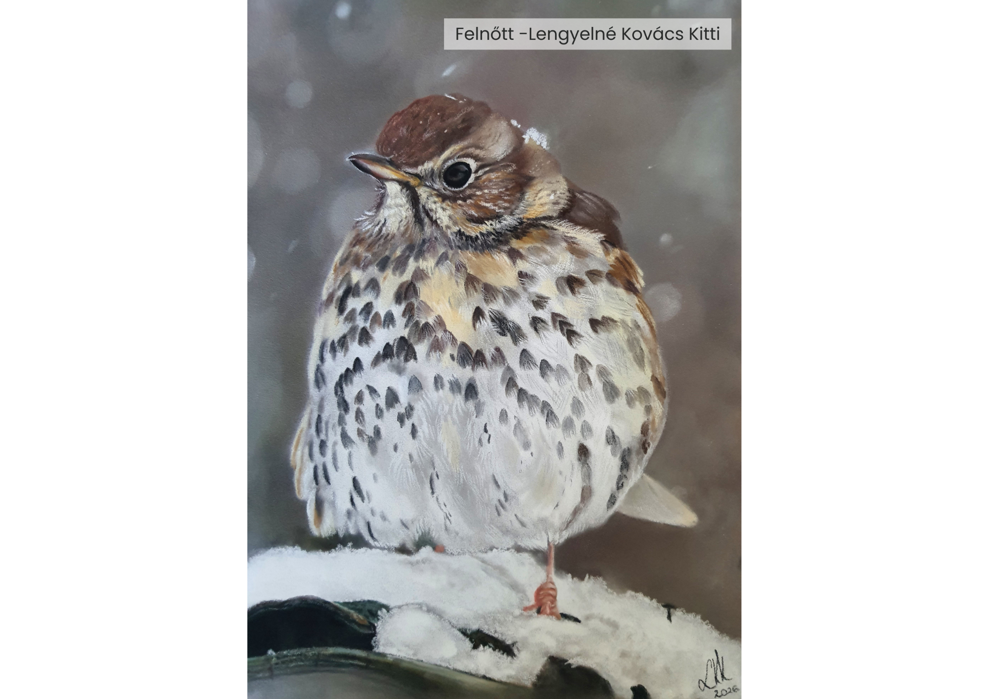 "Év madara, az énekes rigó" rajzpályázat helyezettjei