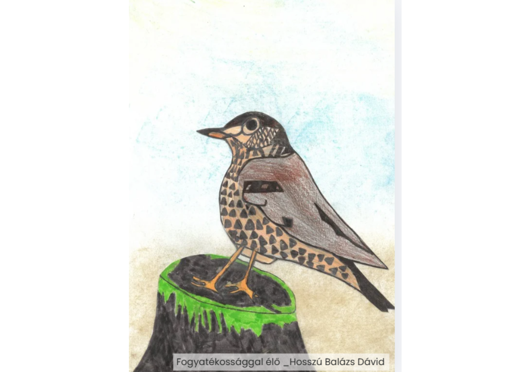 "Év madara, az énekes rigó" rajzpályázat helyezettjei