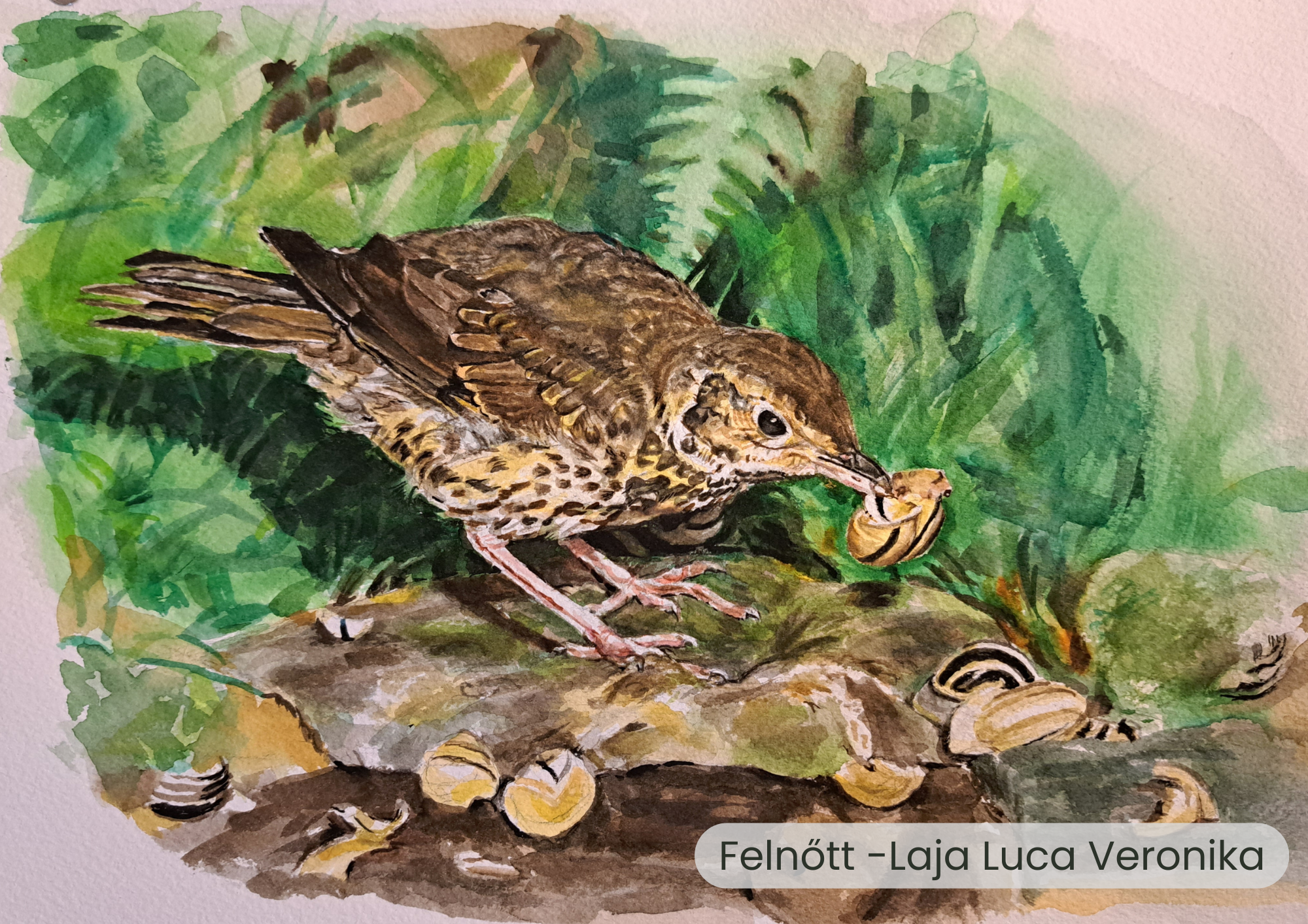 "Év madara, az énekes rigó" rajzpályázat helyezettjei