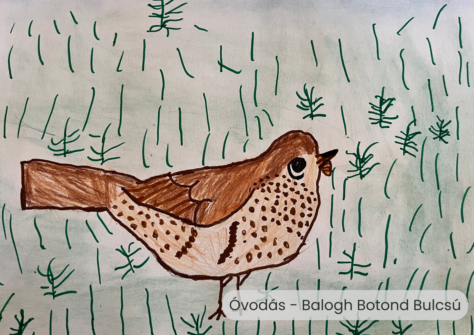 "Év madara, az énekes rigó" rajzpályázat helyezettjei