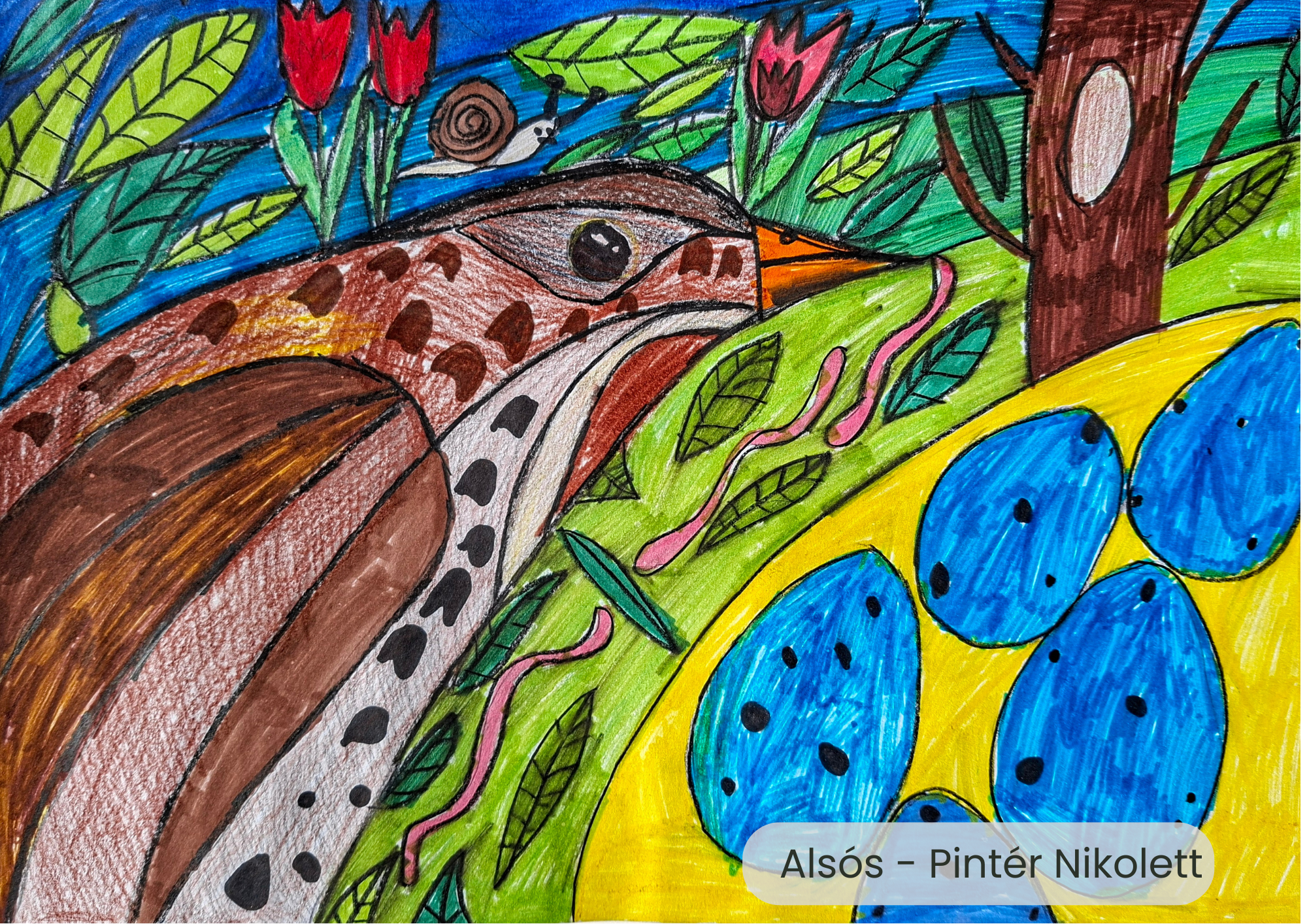 "Év madara, az énekes rigó" rajzpályázat helyezettjei