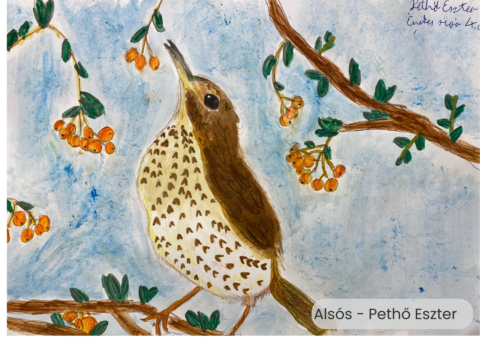 "Év madara, az énekes rigó" rajzpályázat helyezettjei