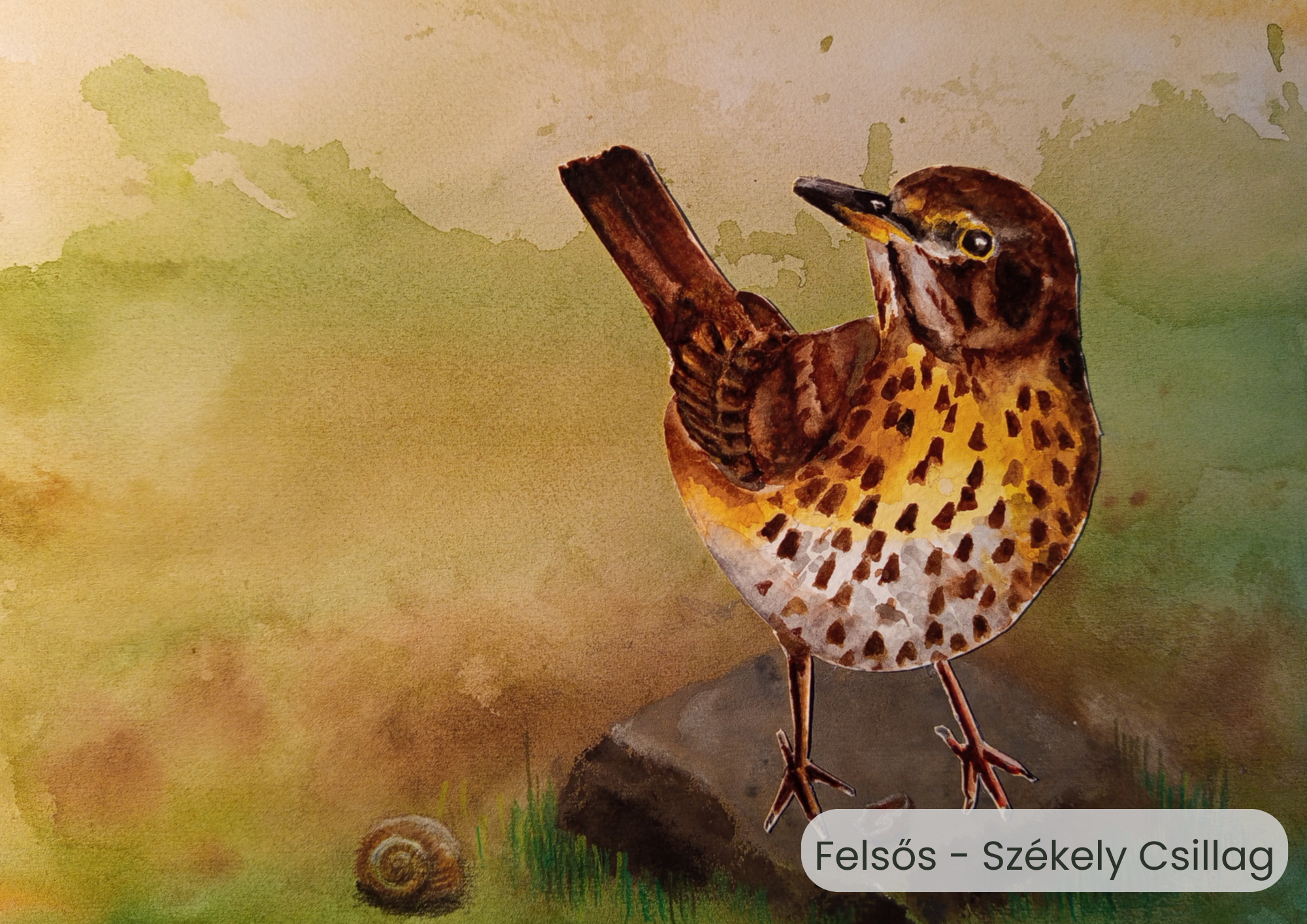 "Év madara, az énekes rigó" rajzpályázat helyezettjei