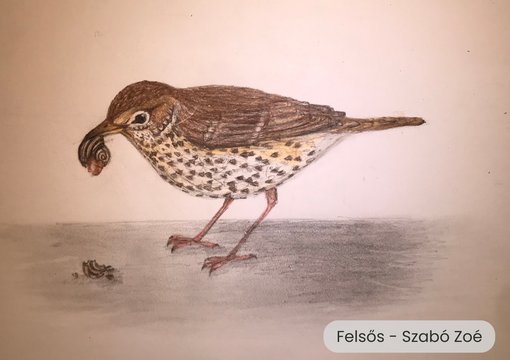 "Év madara, az énekes rigó" rajzpályázat helyezettjei