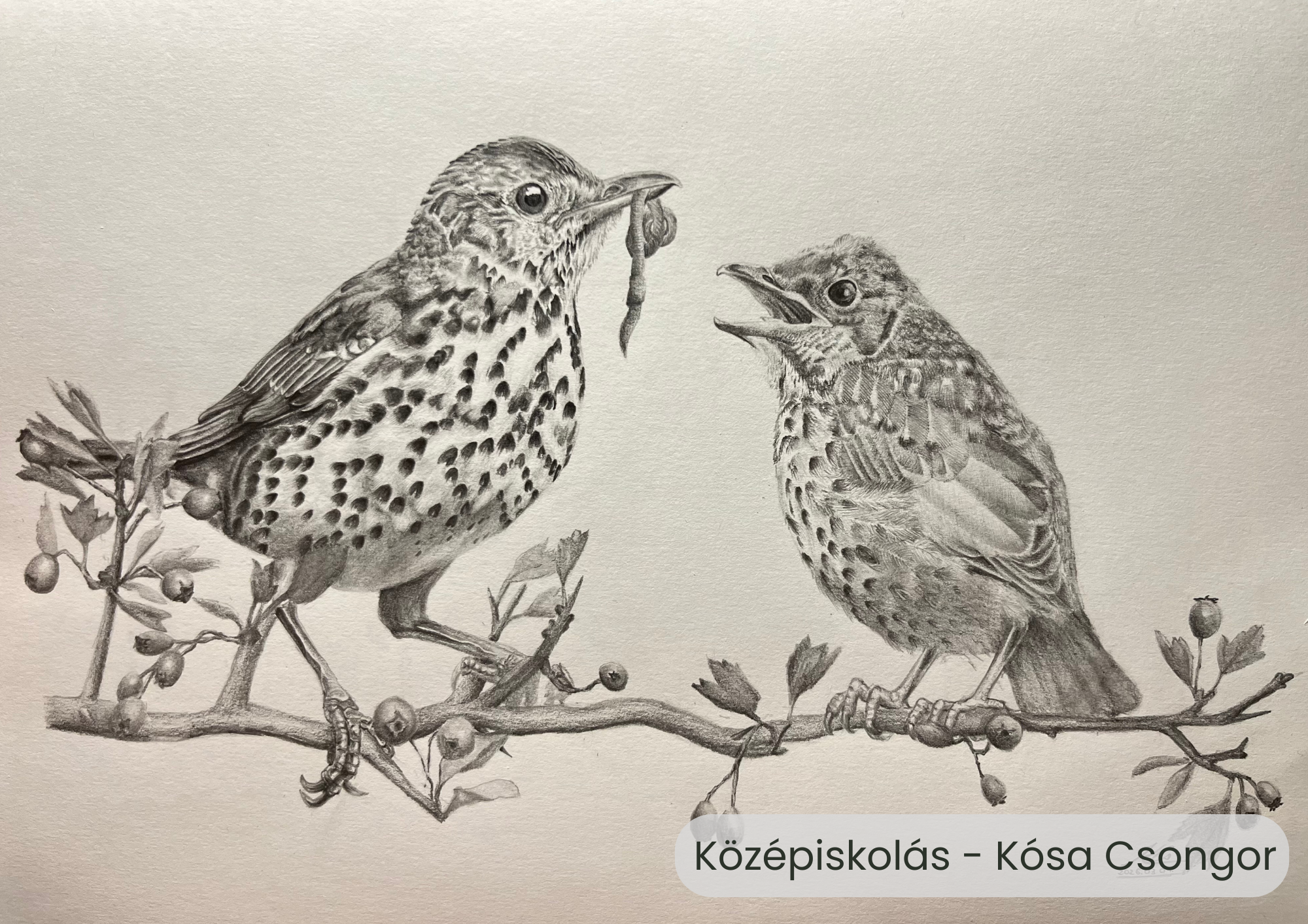 "Év madara, az énekes rigó" rajzpályázat helyezettjei