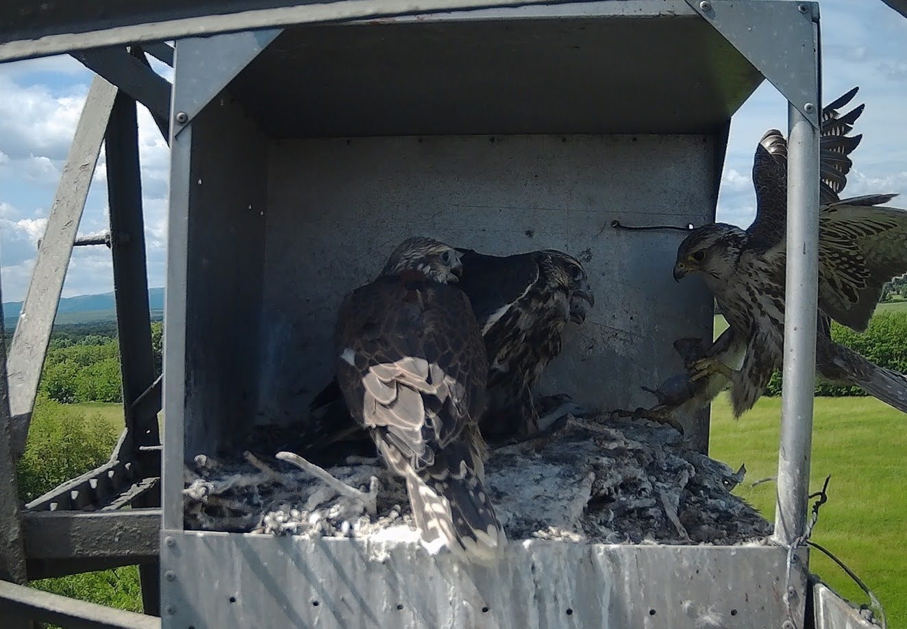 Kerecsensólyom fiókák ürge és pocok zsákmánnyal