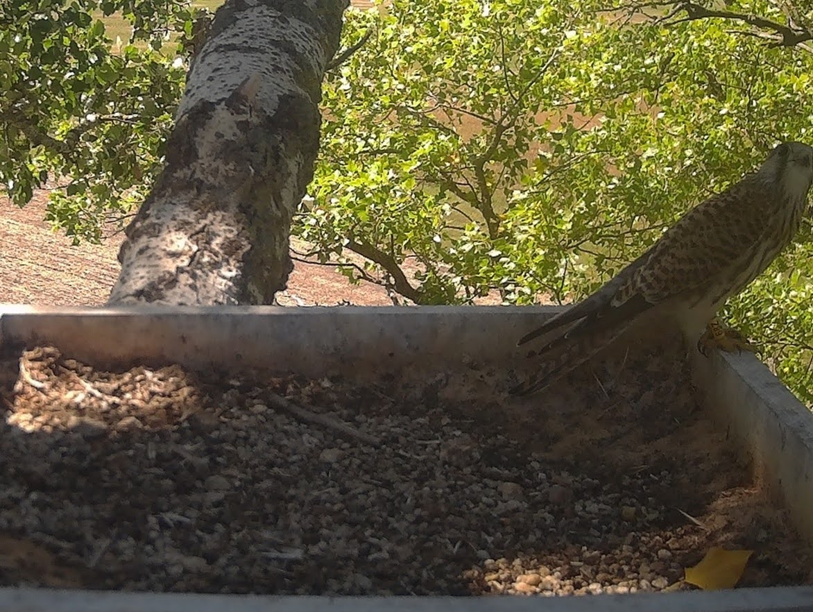 Költőhely a fiókák kirepülése után