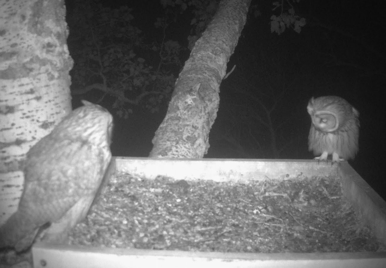 Költőhely a fiókák kirepülése után