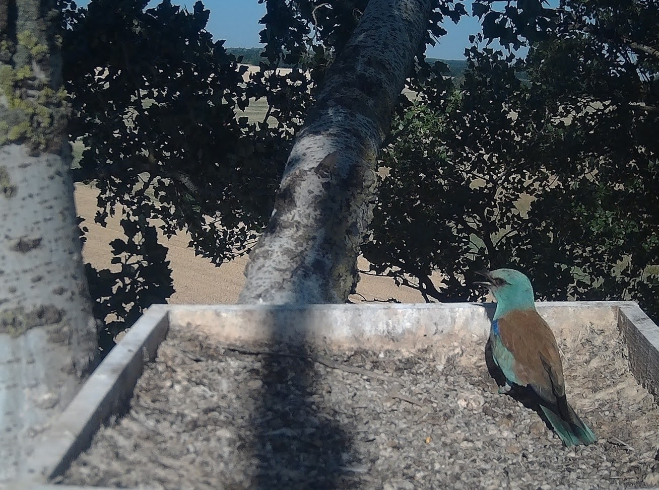 Költőhely a fiókák kirepülése után