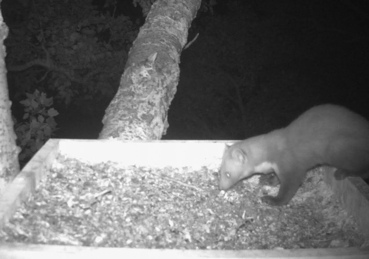 Költőhely a fiókák kirepülése után