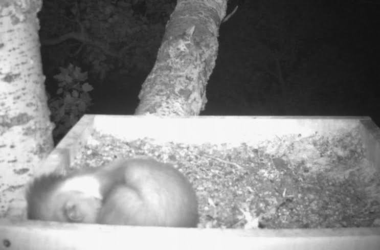 Költőhely a fiókák kirepülése után