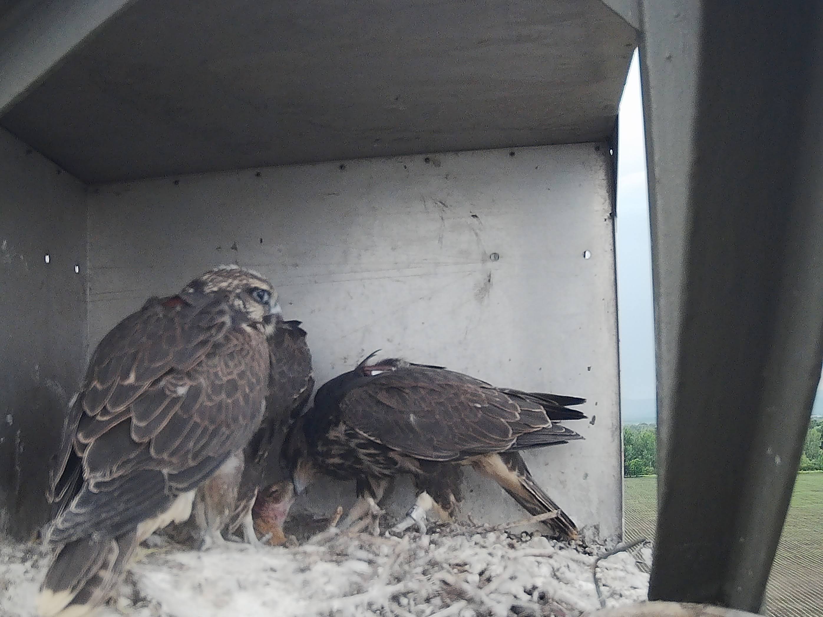 Kerecsensólyom fiókák ürge és pocok zsákmánnyal